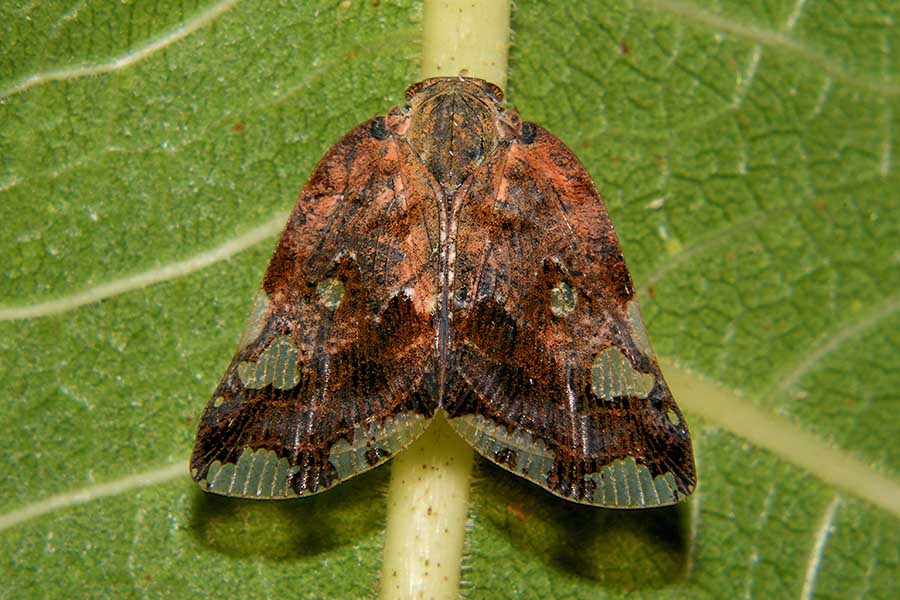 Fulgoromorpha:  Ricania speculum (Ricaniidae)