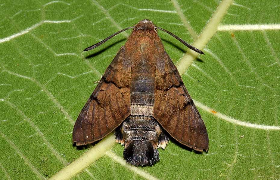 Uovo e bruco di Macroglossum stellatarum