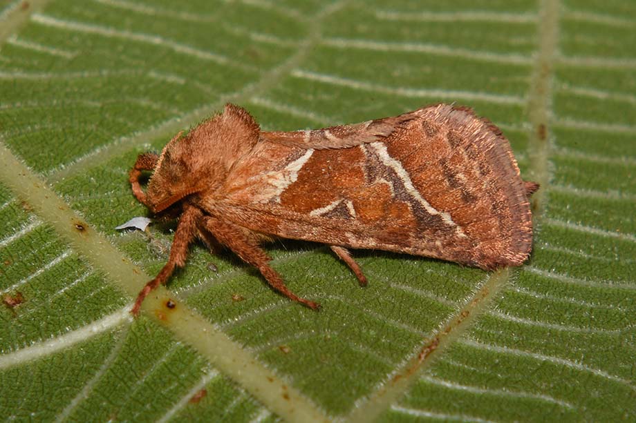 Triodia sylvina (Hepialidae)