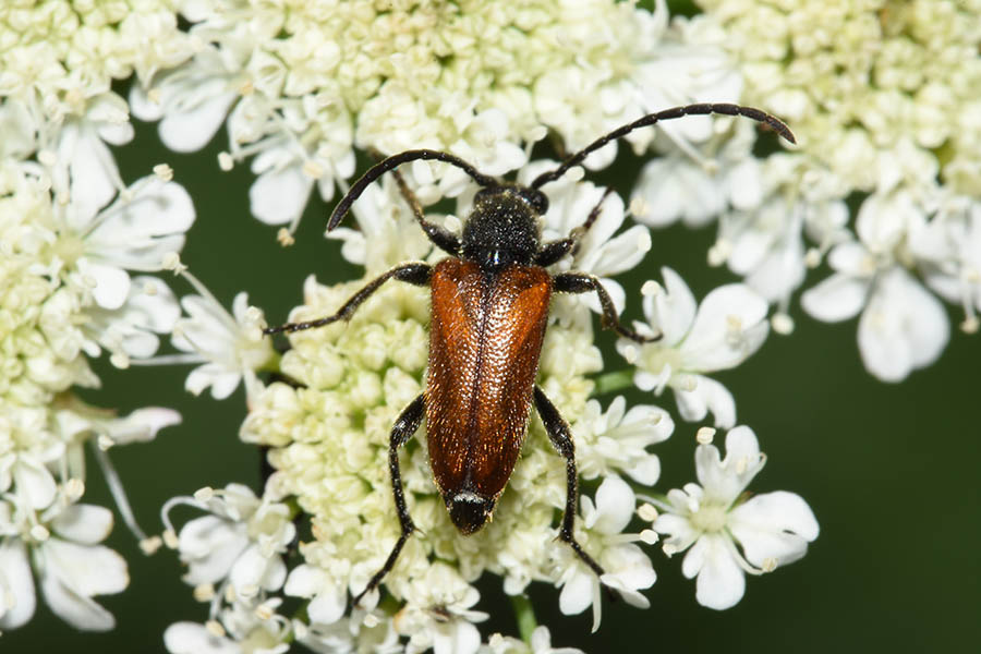 Cerambycidae: Pseudovadonia livida