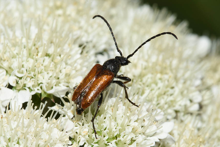 Cerambycidae: Pseudovadonia livida