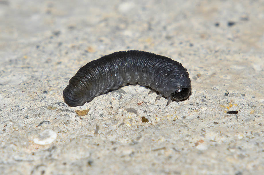 Identificazione larva