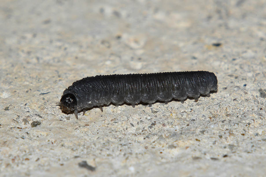 Identificazione larva