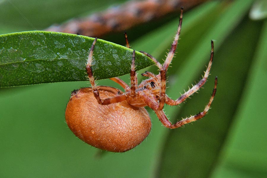 Araneus diadematus? S, femmina - Cascina (PI)