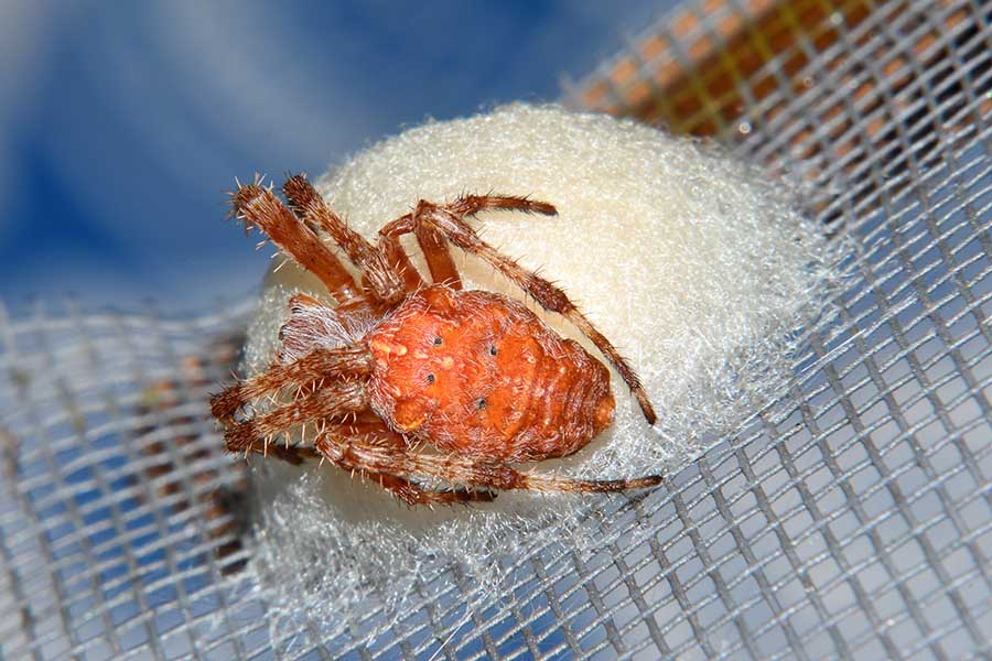 Araneus diadematus? S, femmina - Cascina (PI)