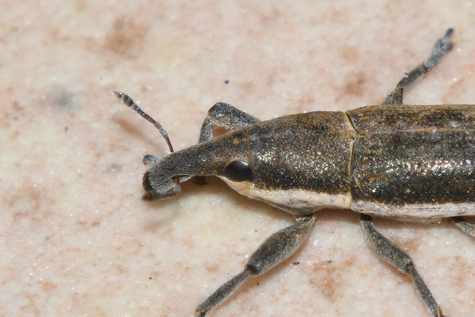 Curculionidae: Lixus (Compsolixus) junci