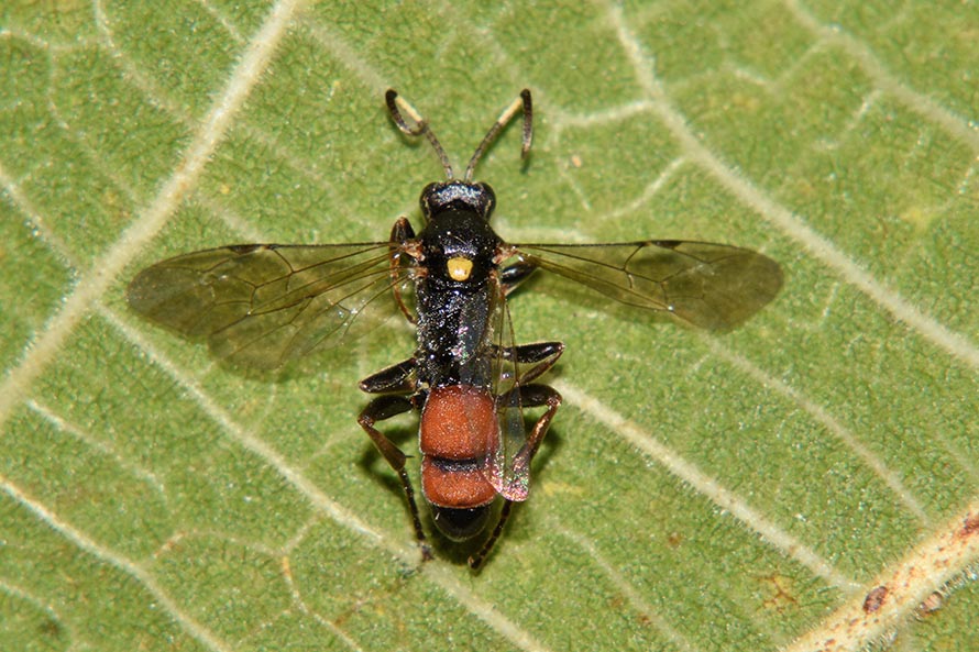 Identificazione Ichneumonidae