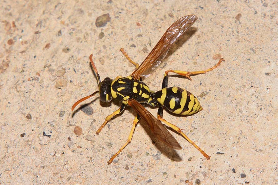 Vespidae: Polistes cfr. gallicus