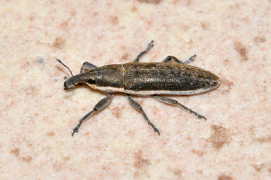 Curculionidae: Lixus (Compsolixus) junci