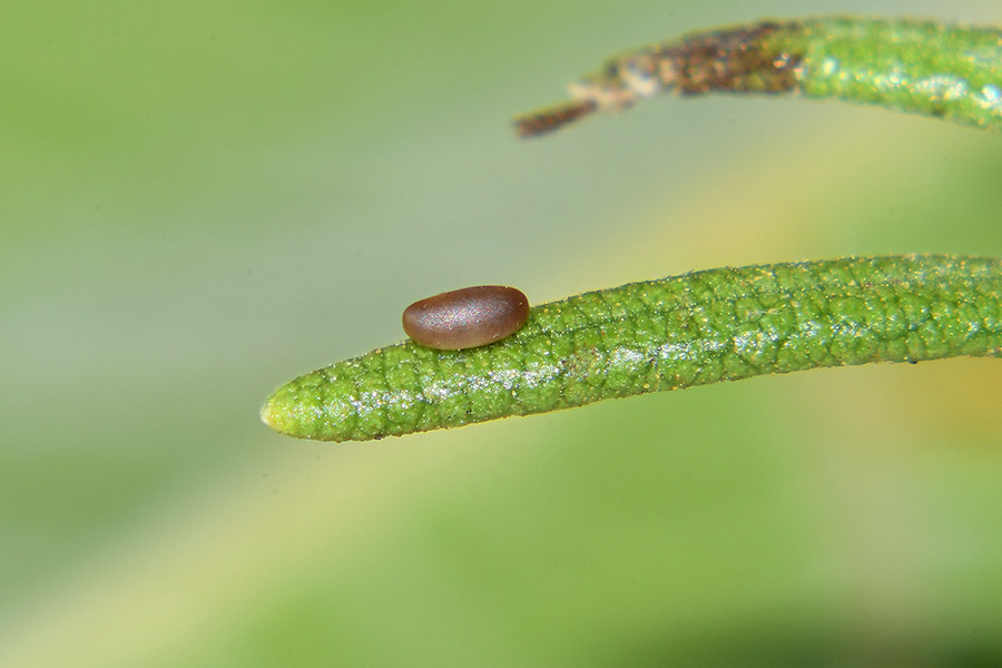 Ciclo di Chrysolina americana