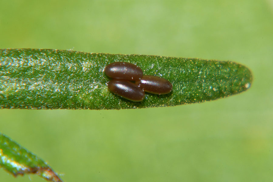 Ciclo di Chrysolina americana