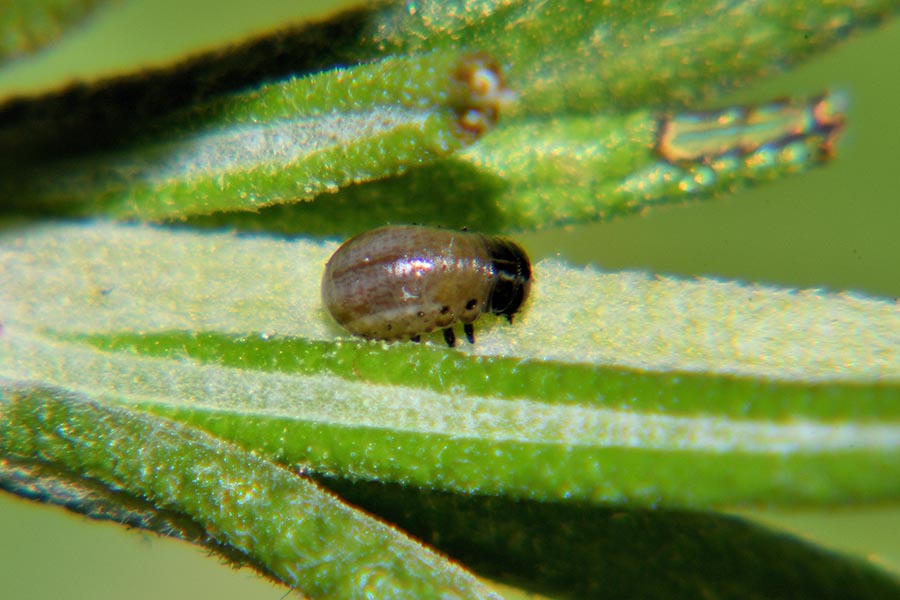 Ciclo di Chrysolina americana