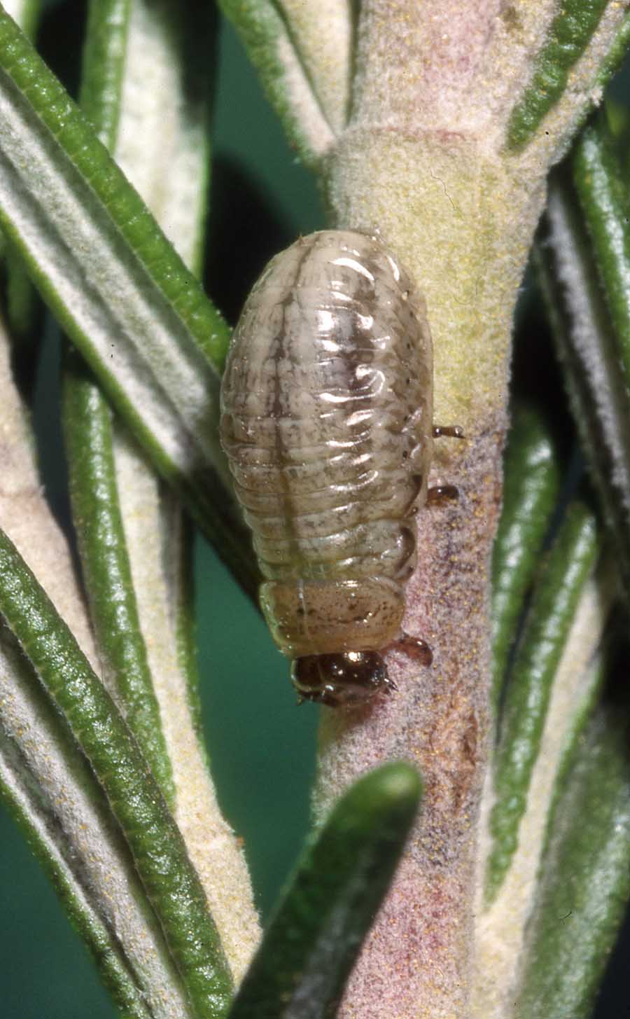 Ciclo di Chrysolina americana