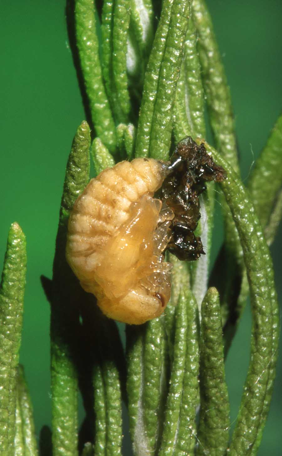 Ciclo di Chrysolina americana