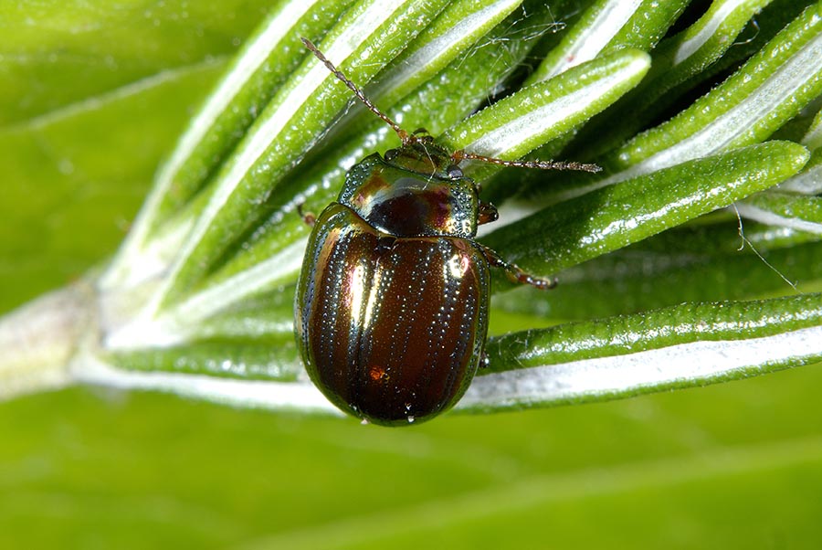 Ciclo di Chrysolina americana