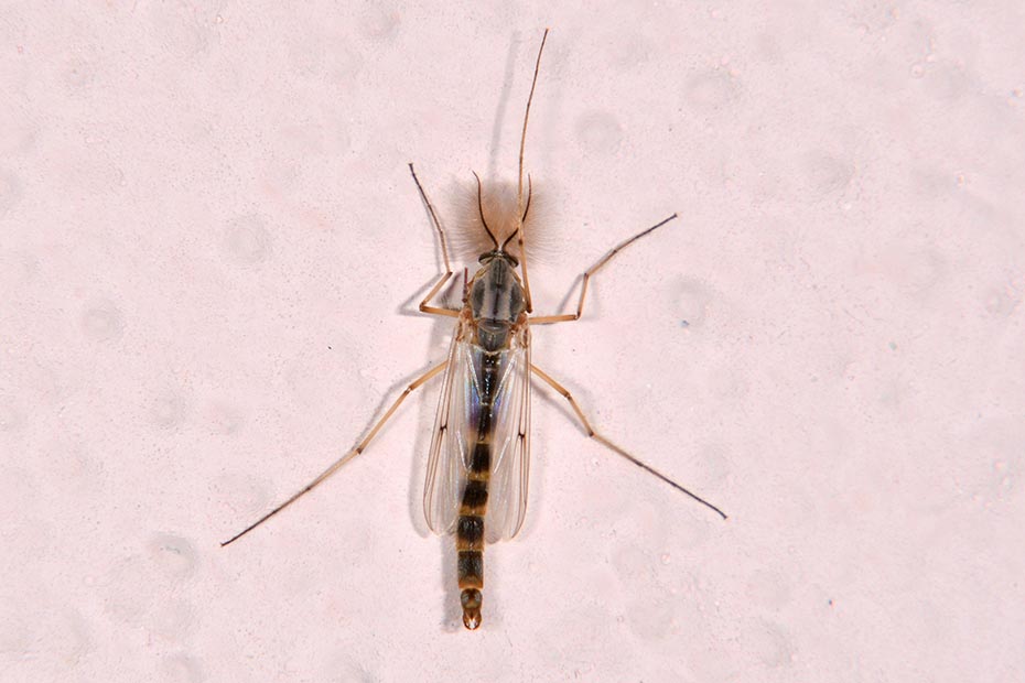 Id Chironomidae