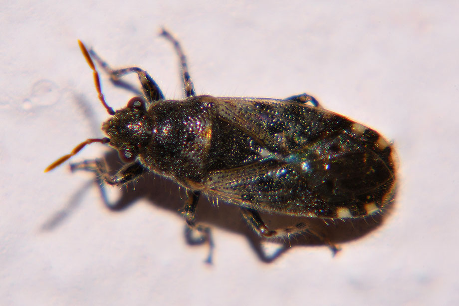 Lygaeidae: Heterogaster sp.