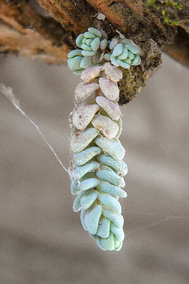 Sedum cfr. dasyphyllum (Crassulaceae)