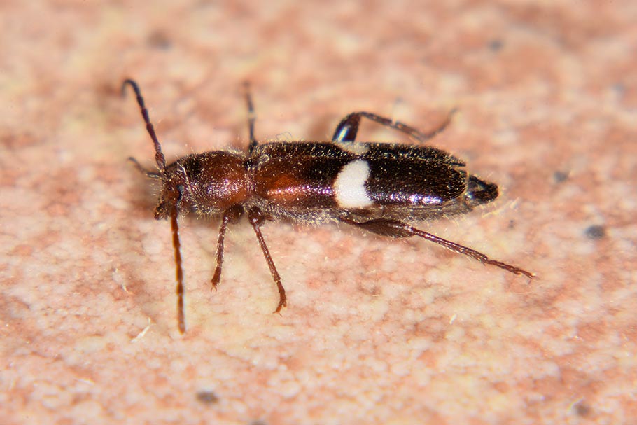 Cerambycidae: Poecilium fasciatum, femmina
