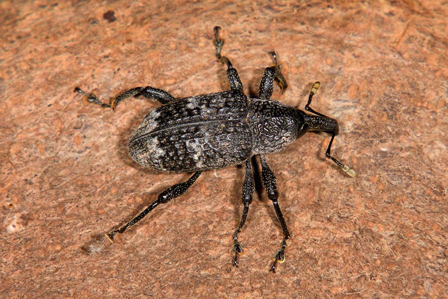 Curculionidae:  Aclees sp.