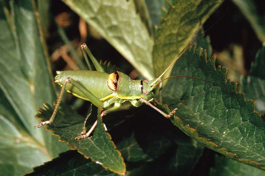 Bradyporidae:  Ephippiger perforatus