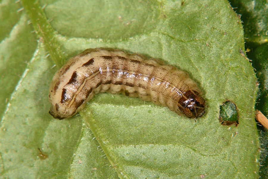 Bruco di...Xestia xanthographa (Noctuidae)