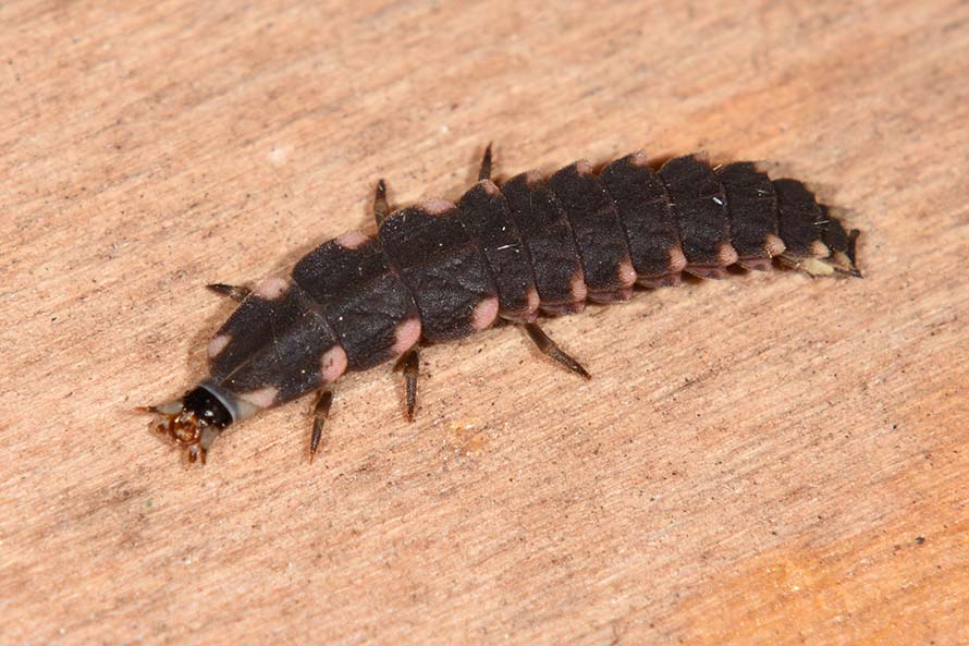 Lampyridae: larva di Lampyris sp. in predazione
