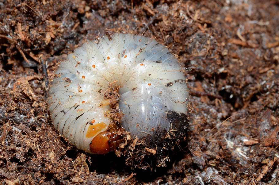 Larva pupa e adulto di Cetonia aurata pisana