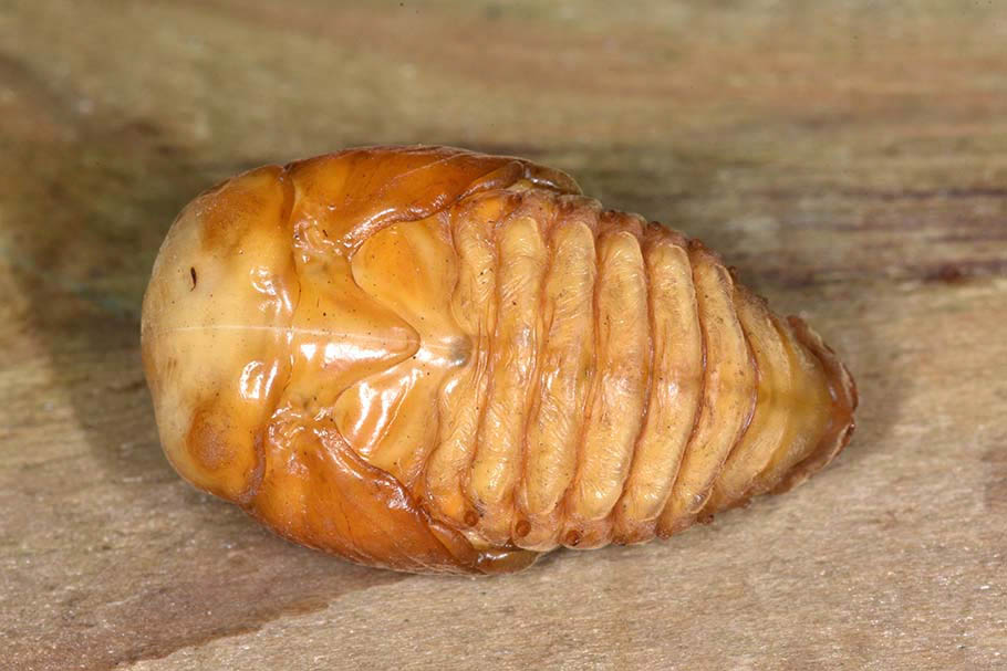 Larva pupa e adulto di Cetonia aurata pisana