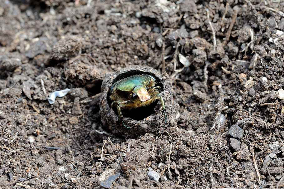 Larva pupa e adulto di Cetonia aurata pisana