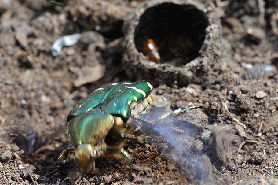 Larva pupa e adulto di Cetonia aurata pisana