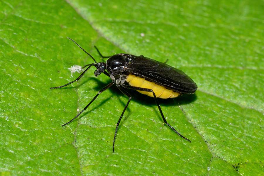Sciaridae: Sciara sp.