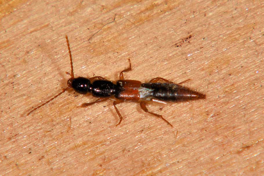 Identificazione Stafilinidae:   sottofam. Paederinae