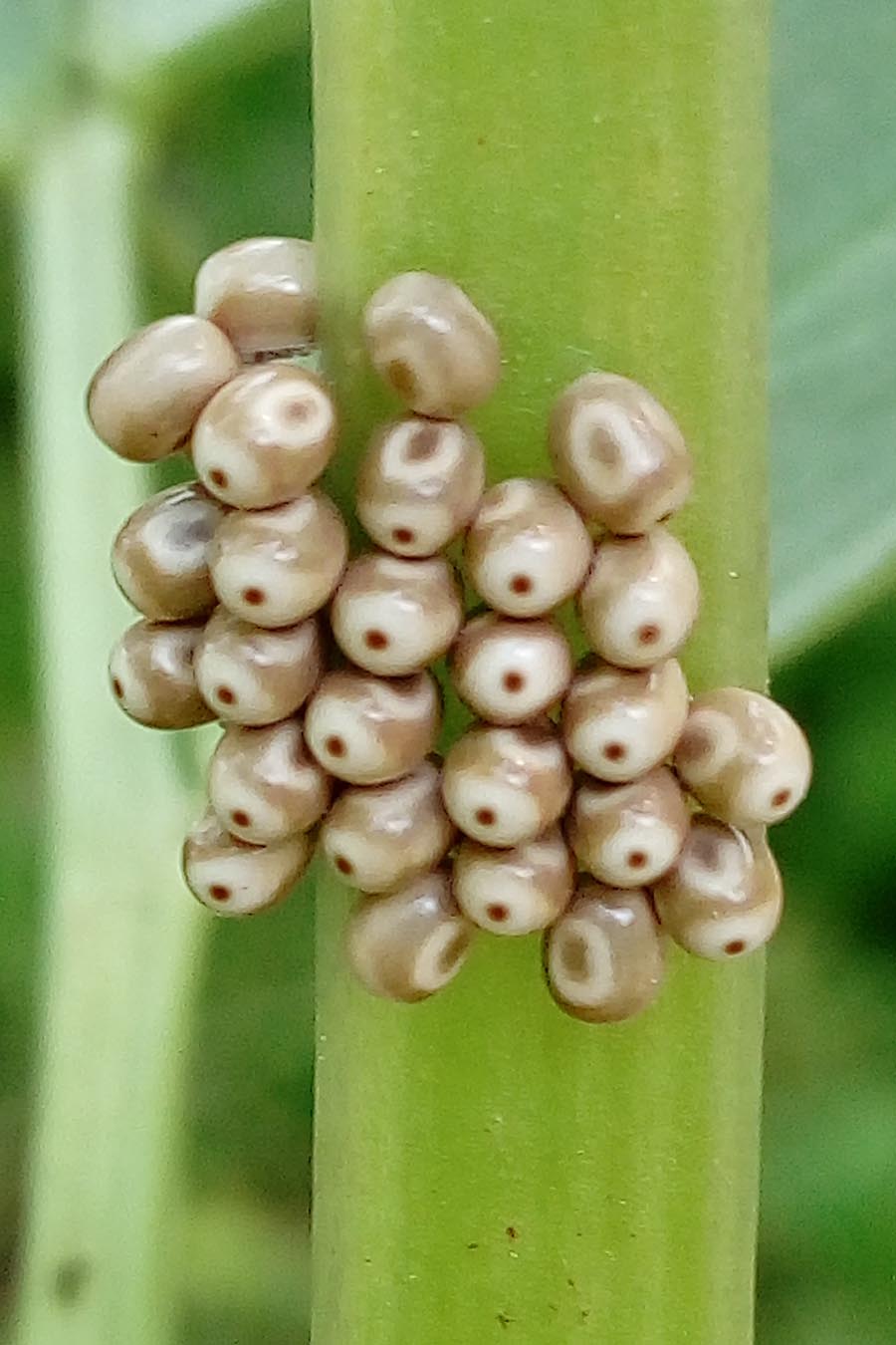 Identificazione uova: Macrothylacia rubi - Lasiocampidae