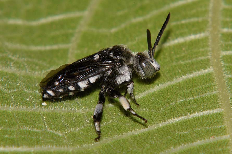 Thyreus sp. (Apidae Anthophorinae)