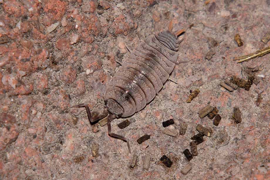 Identificazione isopode: Porcellionides pruinosus