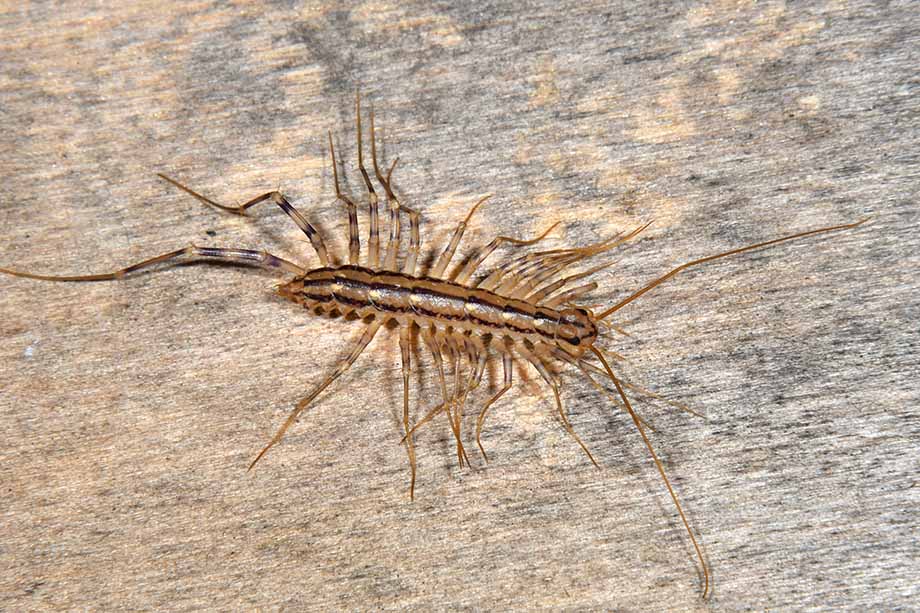 Scutigera coleoptrata? S !