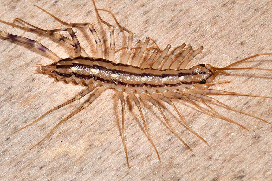 Scutigera coleoptrata? S !