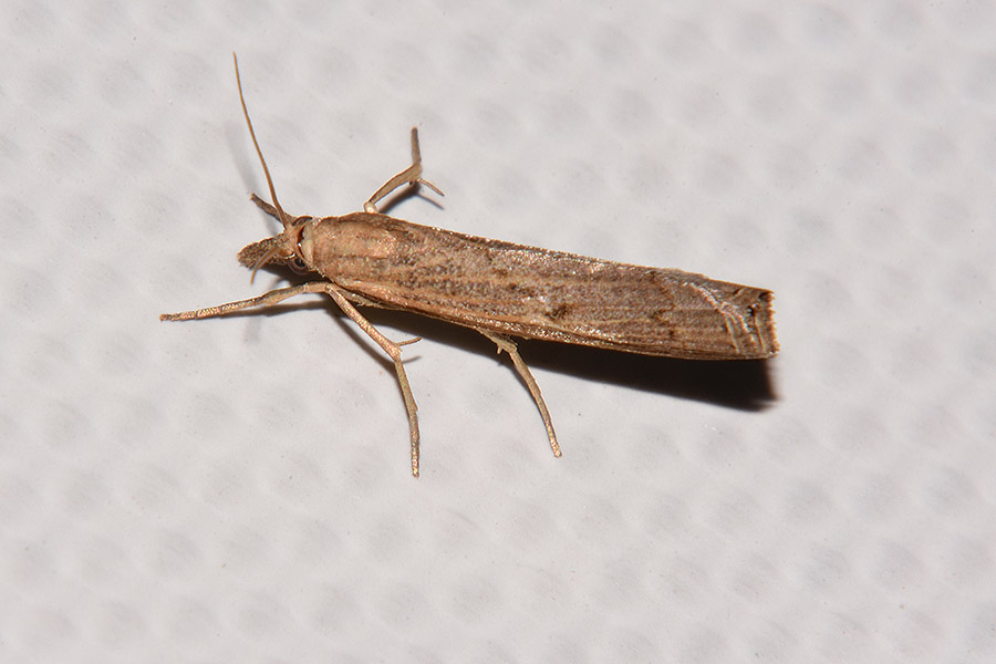 Identificazione falena