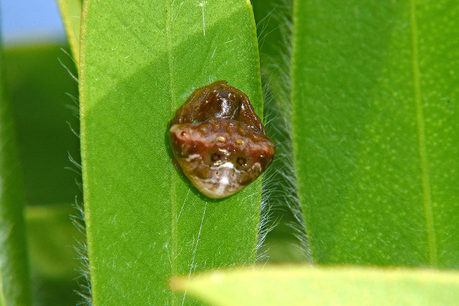 Ragnatela di Cyrtarachne ixoides - Cascina (PI)