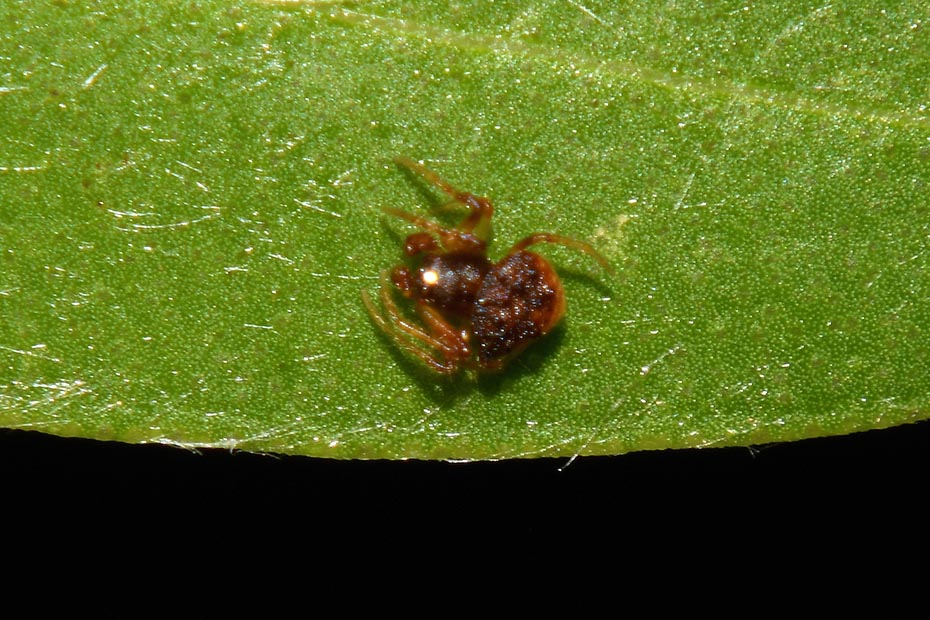 Ragnatela di Cyrtarachne ixoides - Cascina (PI)