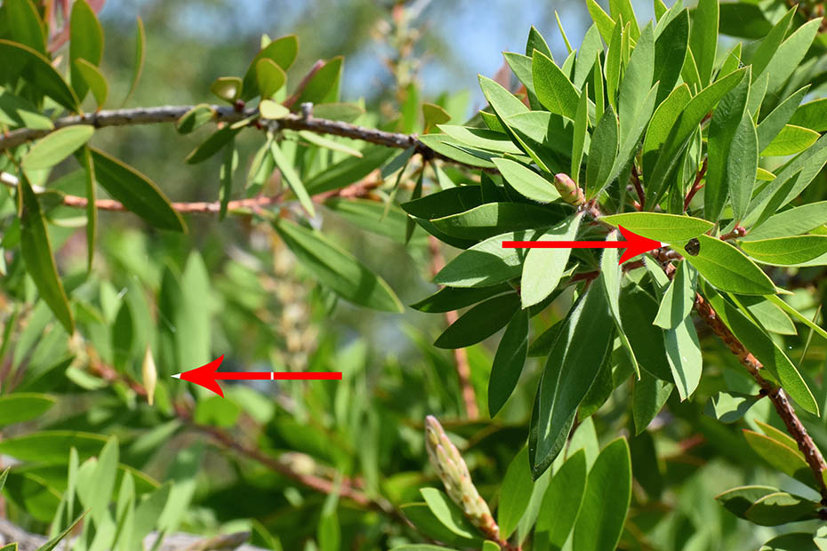 Ragnatela di Cyrtarachne ixoides - Cascina (PI)