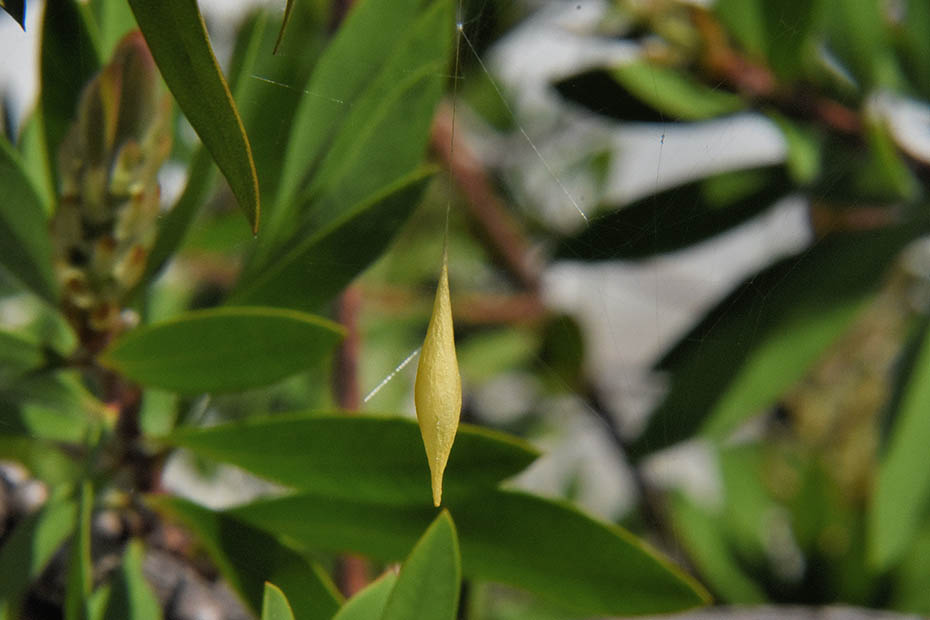 Ragnatela di Cyrtarachne ixoides - Cascina (PI)