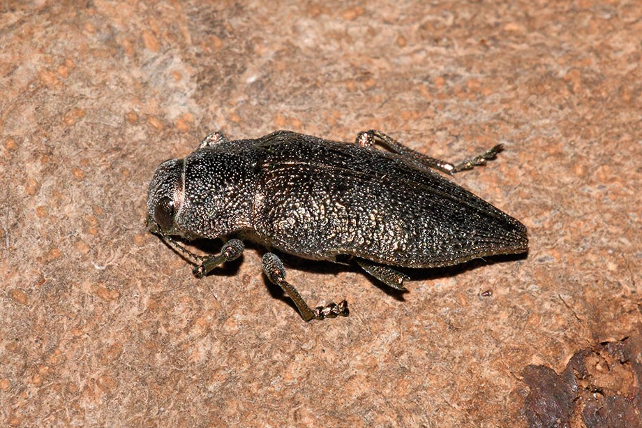 Buprestidae: Dicerca aenea