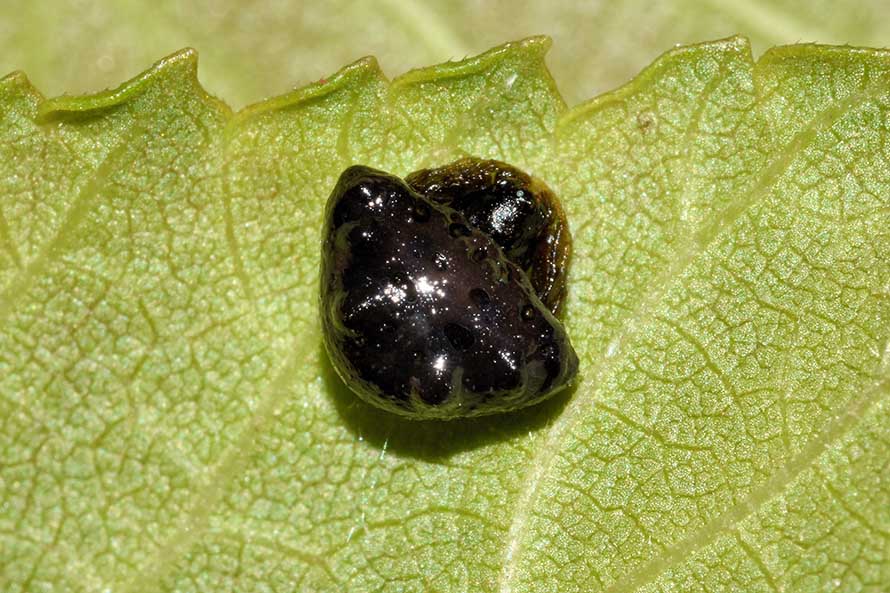 Cyrtarachne ixoides - Cascina (PI)