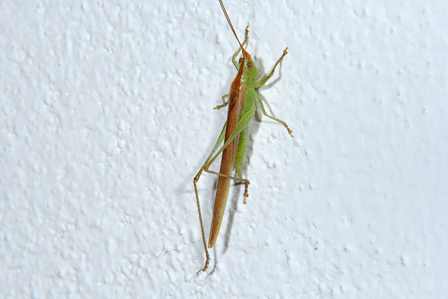 Conocephalus discolor?  No, Anisoptera fusca