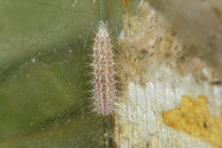 Identificazione bruco: Emmelina monodactyla - Pterophoridae