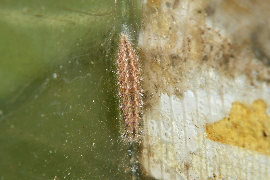 Identificazione bruco: Emmelina monodactyla - Pterophoridae