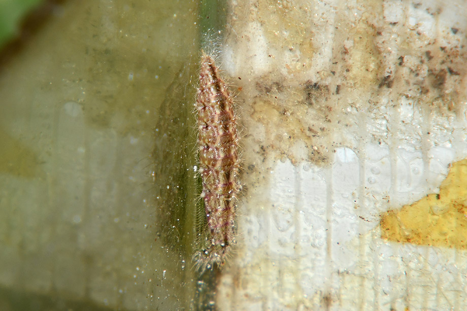 Identificazione bruco: Emmelina monodactyla - Pterophoridae