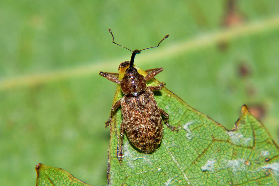 Identificazione Curculionidae:  Dorytomus longimanus